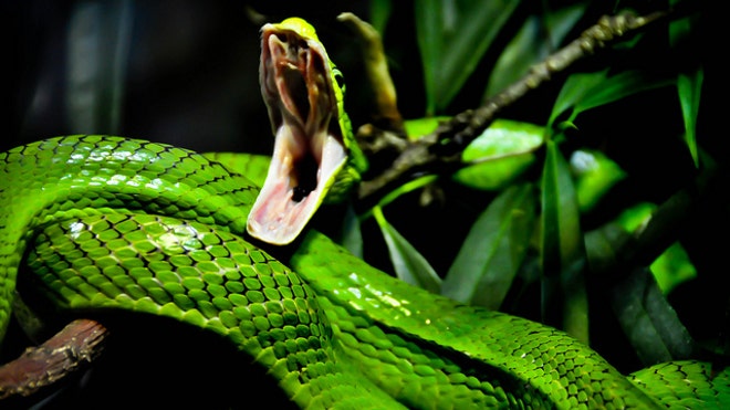 snake bite.jpg